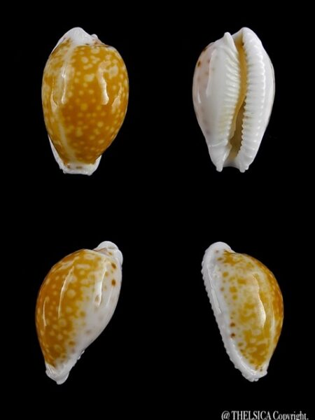 Cypraea cernica tomlini 17,9 mm Gem-0
