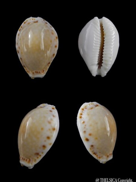 Cypraea cernica viridicolor 20,5 mm Gem-0