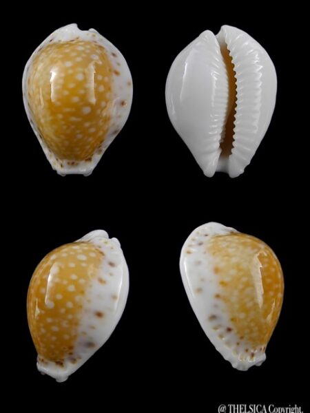Cypraea cernica viridicolor 24,6 mm Gem-0