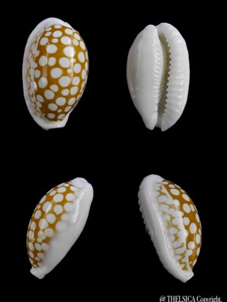 Cypraea cribraria ganteri 23 mm Gem-0