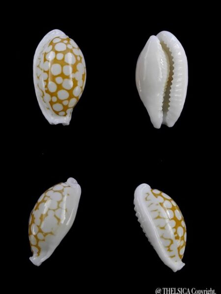 cypraea cribraria gaspardi 17,8 mm Gem-0