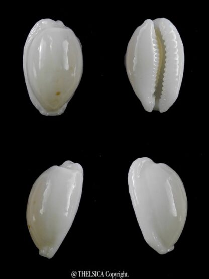 Cypraea cribraria melwardi Gem 19,2 mm-0