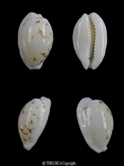 Cypraea cribraria melwardi Gem 19,5 mm-0