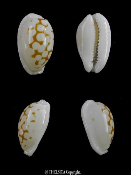 Cypraea cribraria melwardi Gem 19,9 mm-0