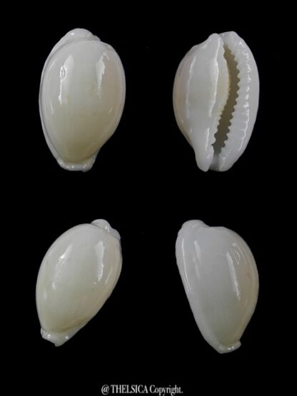 Cypraea cribraria melwardi Gem 21,5 mm-0