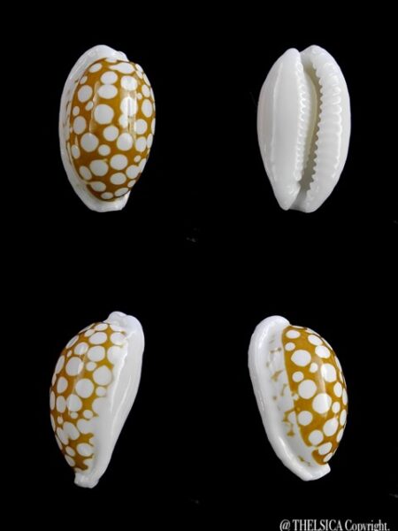 Cypraea cribraria zadela 21,7 mm Gem-0