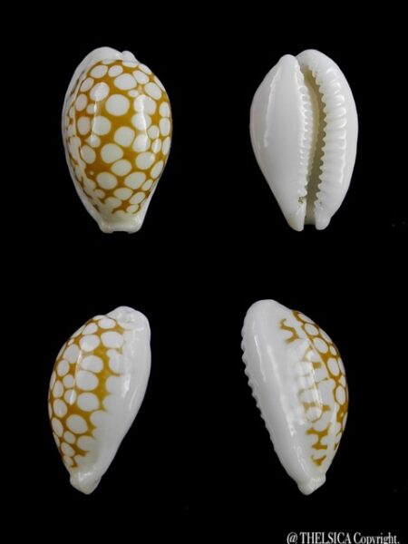 Cypraea cribraria zadela 23,6 mm Gem-0