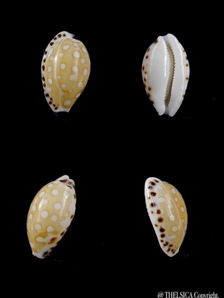 Cypraea cumingii compta 10,7 mm Gem-0