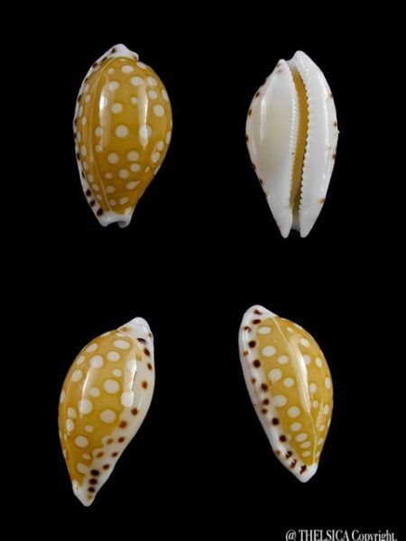 Cypraea cumingii. 18,2 mm Gem-0