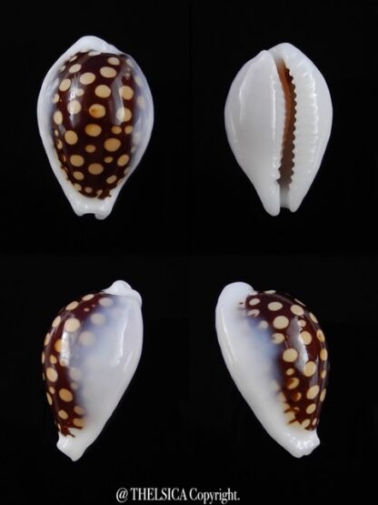 Cypraea exmouthensis magnifica 27 mm Gem-11538