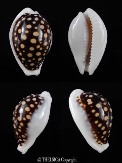 Cypraea exmouthensis magnifica 32,3 mm Gem-11554