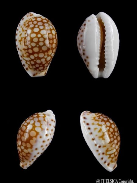 Cypraea esontropia esontropia. 19,4 mm Gem-0