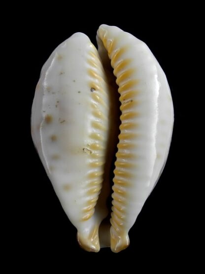 Cypraea fultoni amorimi 67,2 mm F+++/Gem-11147