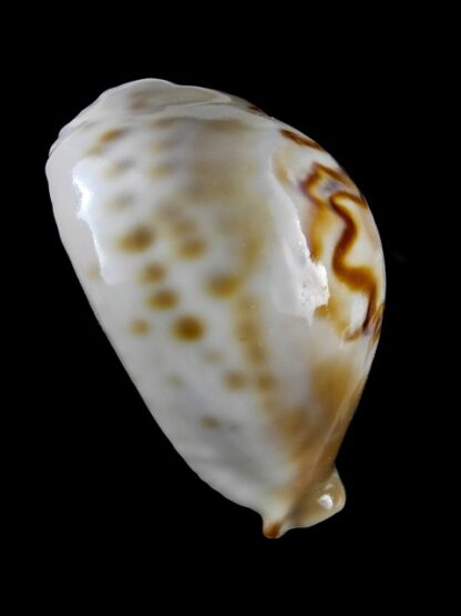 Cypraea fultoni amorimi 67,2 mm F+++/Gem-11143