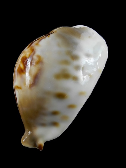 Cypraea fultoni amorimi 67,2 mm F+++/Gem-11148