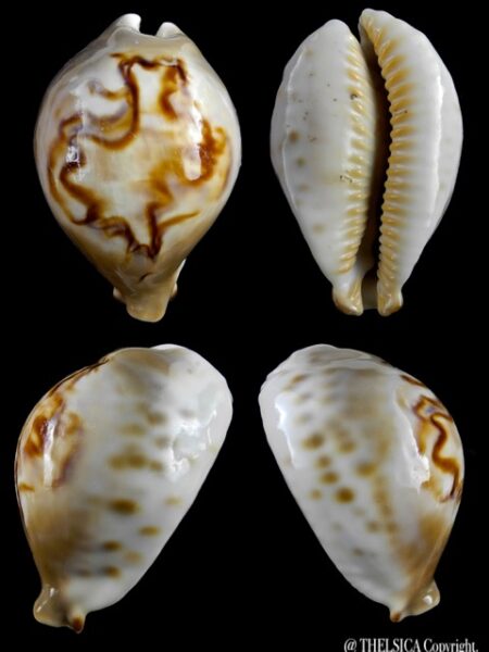 Cypraea fultoni amorimi 67,2 mm F+++/Gem-0