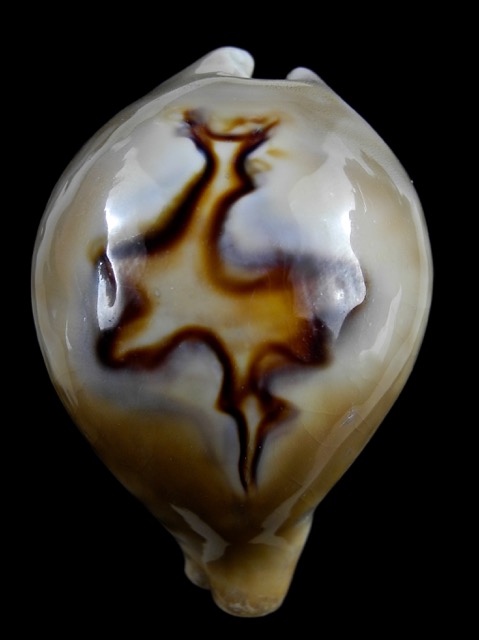 Cypraea fultoni amorimi 70,1 mm Gem-11107