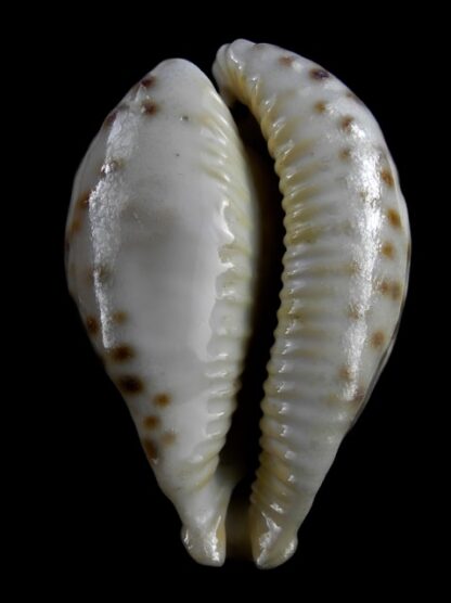 Cypraea fultoni amorimi 70,1 mm Gem-11109