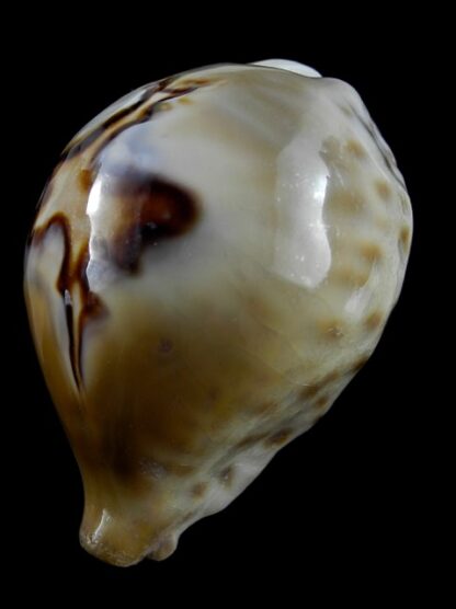 Cypraea fultoni amorimi 70,1 mm Gem-11108