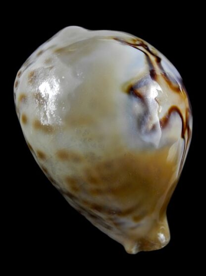 Cypraea fultoni amorimi 70,1 mm Gem-11105