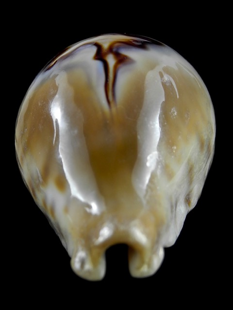 Cypraea fultoni amorimi 70,1 mm Gem-11110