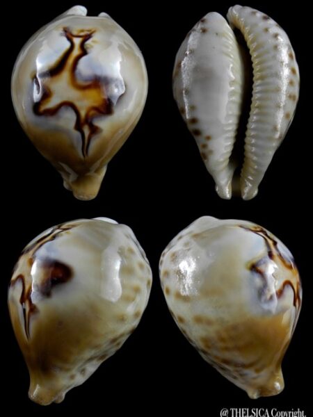 Cypraea fultoni amorimi 70,1 mm Gem-0