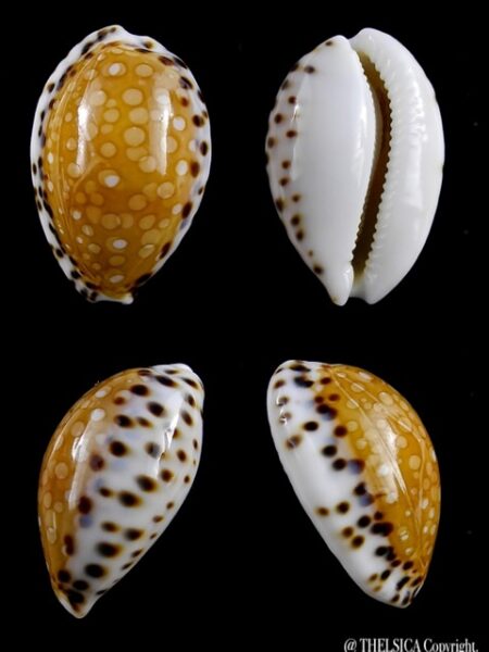 Cypraea garciai 24,5 mm Gem-0