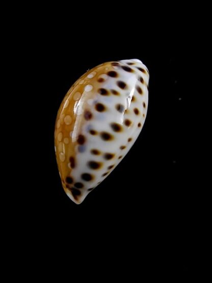 Cypraea garciai 24,5 mm Gem-11167