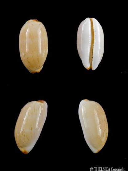 Cypraea givella 20 mm Gem-0