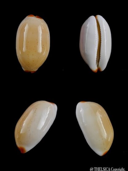 Cypraea givella 26,5 mm Gem-0