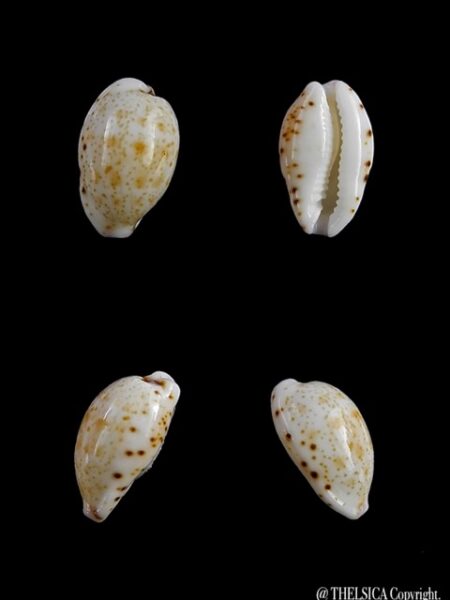 Cypraea hamondae hamondae 13,1 mm Gem-0