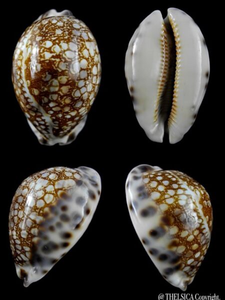 Cypraea histrio westralis 60,7 mm F+++/Gem-0