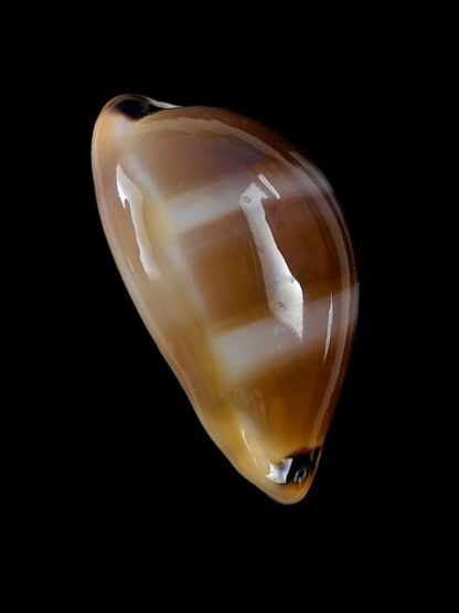 Cypraea lurida oceanica 30,6 mm Gem-11153