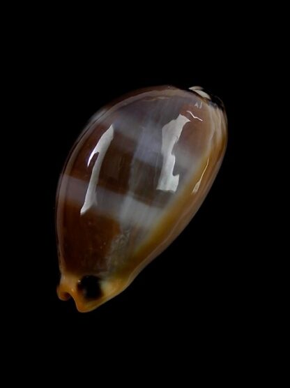 Cypraea lurida oceanica 30,6 mm Gem-11151