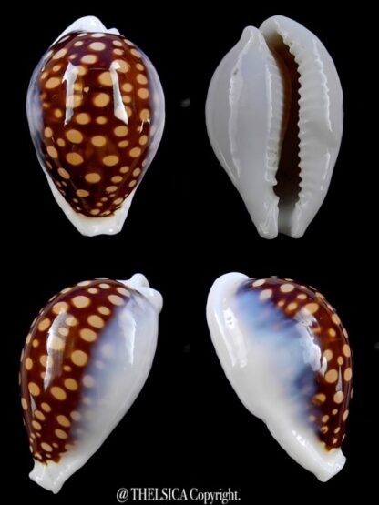 Cypraea exmouthensis magnifica 37,3 mm-0