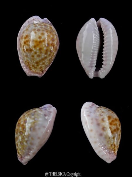 Cypraea marginalis marginalis 21,7 mm Gem-0