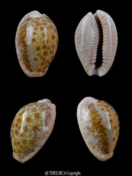 Cypraea marginalis marginalis 24,4 mm Gem-0