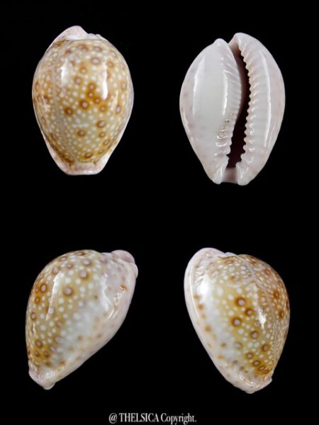 Cypraea marginalis marginalis 24 mm F+++/Gem-0