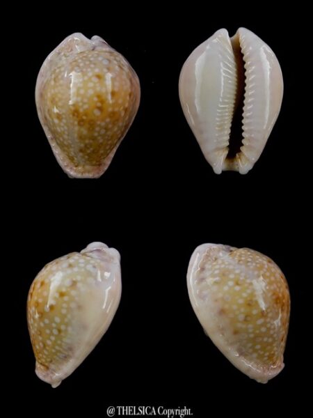 Cypraea marginalis marginalis 24 mm Gem-0
