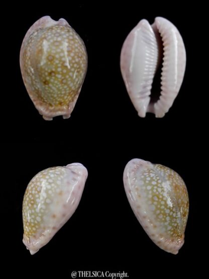 Cypraea marginalis marginalis 25,5 mm Gem-0
