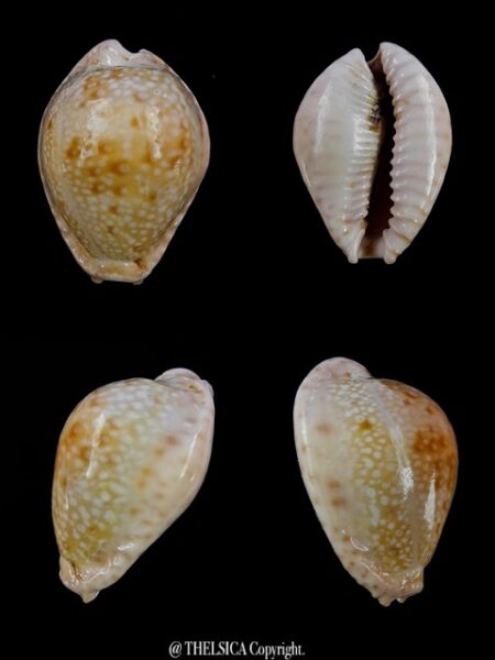 Cypraea marginalis marginalis 25,9 mm Gem-0