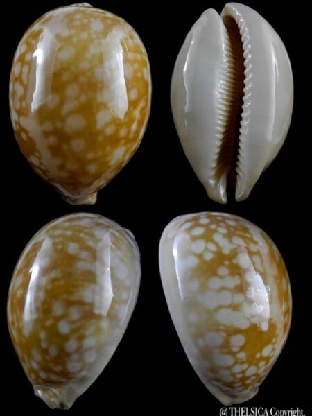 Cypraea nivosa 71,3 mm Gem-0