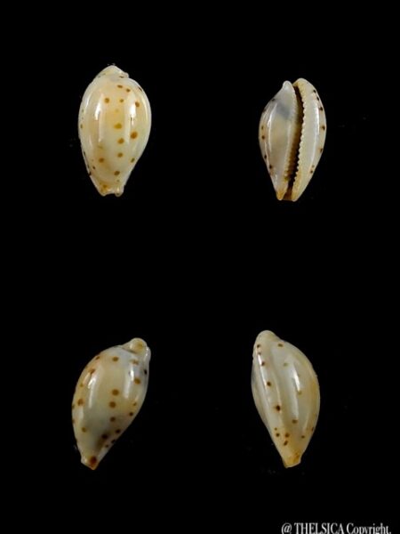 Cypraea punctata trizonata 10 mm-0