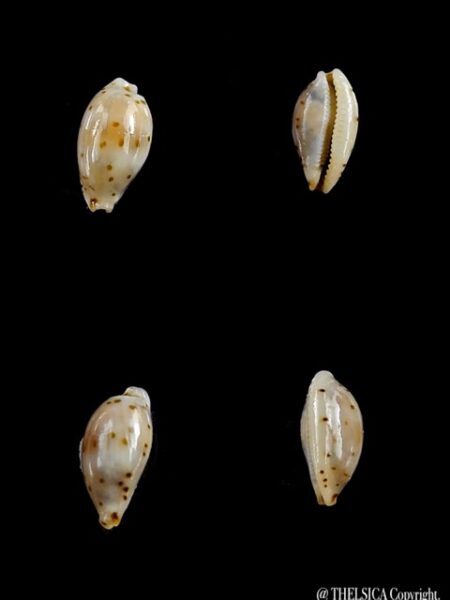 Cypraea punctata trizonata 9,2 mm-0