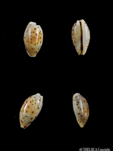Cypraea punctata trizonata 9,9 mm-0