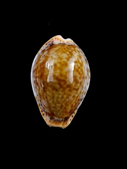 Cypraea acicularis sanctahelenae 27 mm Gem-11163