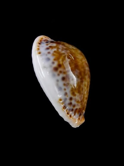 Cypraea acicularis sanctahelenae 27 mm Gem-11162