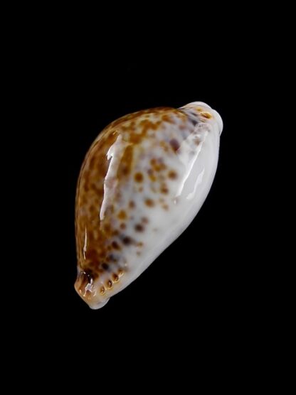 Cypraea acicularis sanctahelenae 27 mm Gem-11160