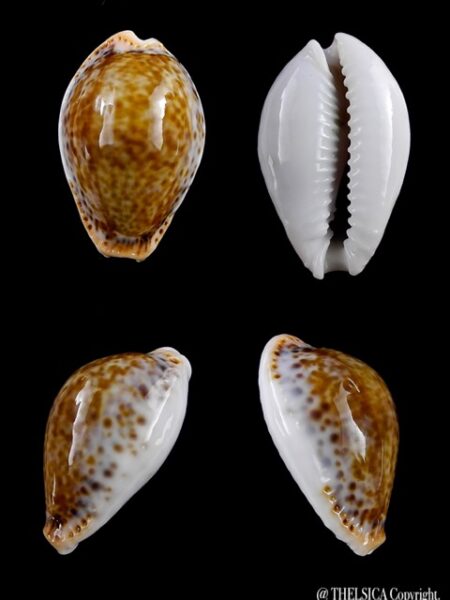 Cypraea acicularis sanctahelenae 27 mm Gem-0
