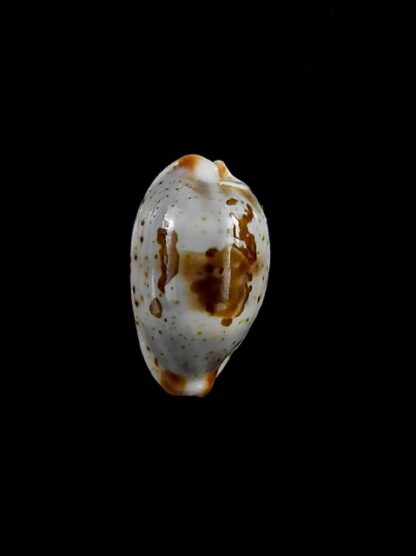 Cypraea erythraeensis 17,2 mm Gem-0